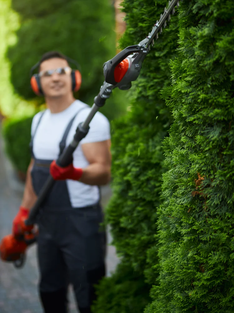 Fachgerechter Heckenschnitt und Gartenpflege Gartenarbeiter schneidet Hecke mit elektrischer Heckenschere in Lanndkreis Regensburg